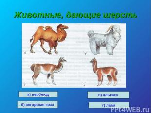 Животные, дающие шерсть а) верблюд б) ангорская коза в) альпака г) лама