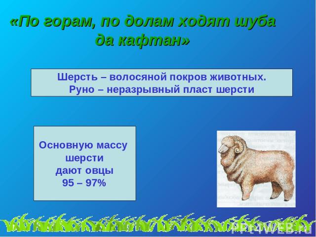 «По горам, по долам ходят шуба да кафтан» Шерсть – волосяной покров животных. Руно – неразрывный пласт шерсти Основную массу шерсти дают овцы 95 – 97%
