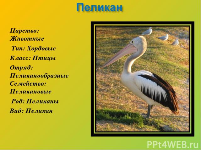 Царство: Животные Тип: Хордовые Класс: Птицы Отряд: Пеликанообразные Семейство: Пеликановые Род: Пеликаны Вид: Пеликан
