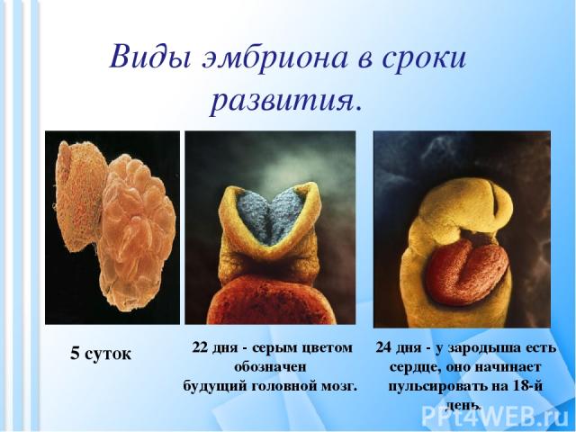 Виды эмбриона в сроки развития. 22 дня - серым цветом обозначен будущий головной мозг. 24 дня - у зародыша есть сердце, оно начинает пульсировать на 18-й день. 5 суток