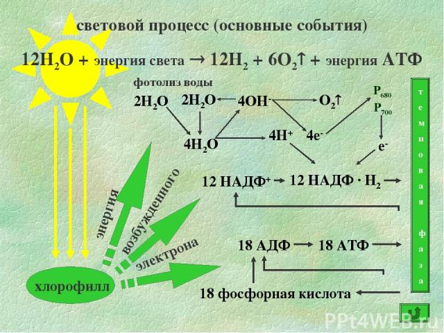 световой процесс (основные события) 12Н2О + энергия света 12Н2 + 6О2 + энергия АТФ т е м н о в а я ф а з а