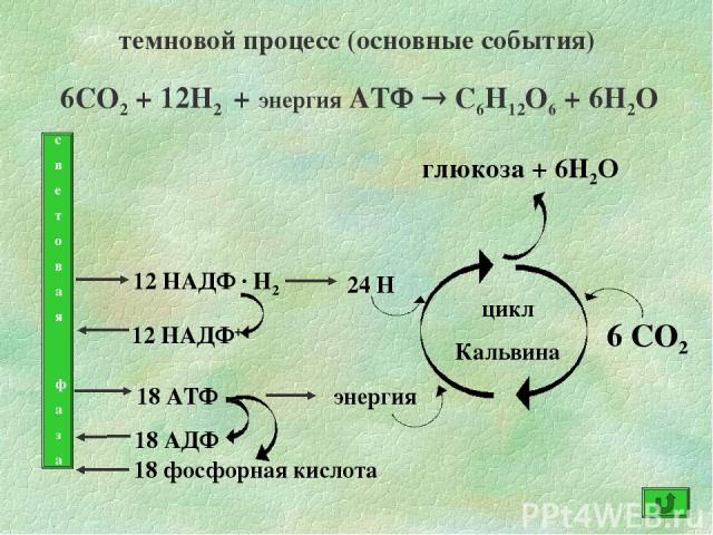 темновой процесс (основные события) 6СО2 + 12Н2 + энергия АТФ С6Н12О6 + 6Н2О с в е т о в а я ф а з а 12 НАДФ · Н2 24 Н 18 АТФ 18 АДФ 18 фосфорная кислота 12 НАДФ+ энергия 6 СО2 цикл Кальвина глюкоза + 6Н2О
