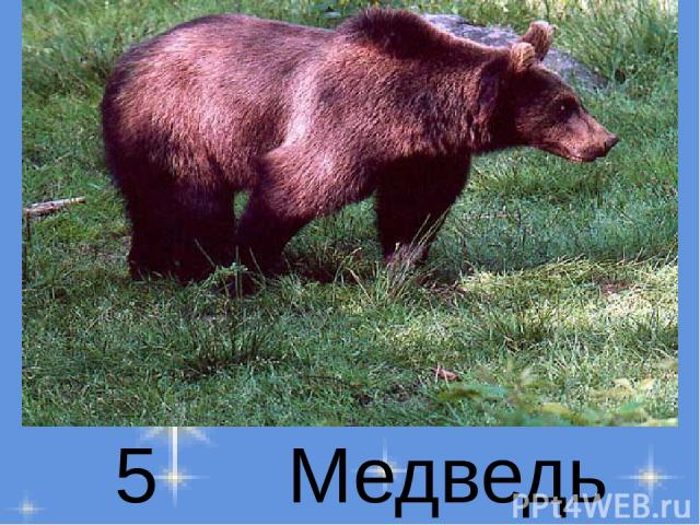 5 Медведь