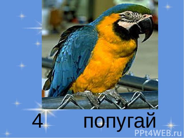 4 попугай