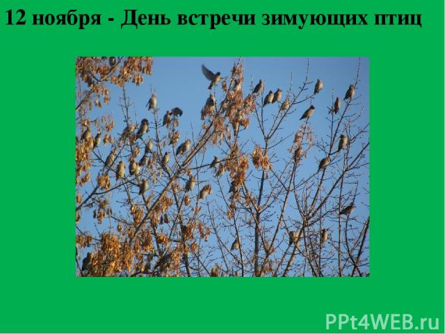 12 ноября - День встречи зимующих птиц