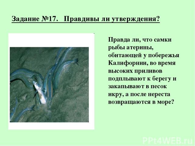 Задание №17. Правдивы ли утверждения? Правда ли, что самки рыбы атерины, обитающей у побережья Калифорнии, во время высоких приливов подплывают к берегу и закапывают в песок икру, а после нереста возвращаются в море?