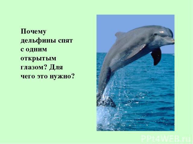 Почему дельфины спят с одним открытым глазом? Для чего это нужно?