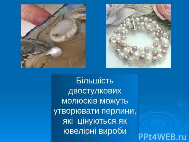 Більшість двостулкових молюсків можуть утворювати перлини, які цінуються як ювелірні вироби