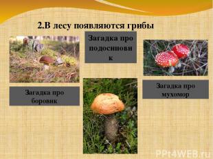 2.В лесу появляются грибы Загадка про боровик Загадка про подосиновик Загадка пр
