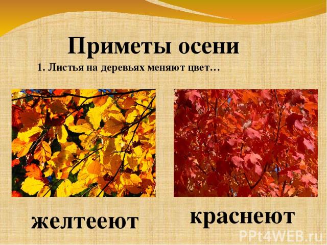 Приметы осени желтееют краснеют 1. Листья на деревьях меняют цвет…