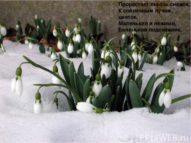 Прорастает сквозь снежок, К солнечным лучам, цветок, Маленький и нежный, Беленький подснежник.