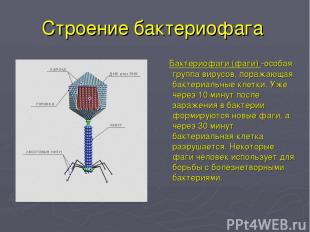 Строение бактериофага Бактериофаги (фаги) -особая группа вирусов, поражающая бак