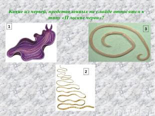 Какие из червей, представленных на слайде относятся к типу «Плоские черви»? 1 3