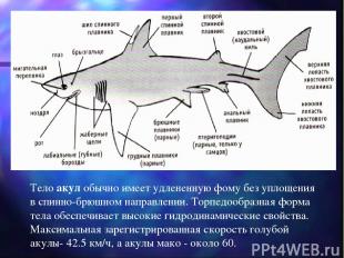 Тело акул обычно имеет удлененную фому без уплощения в спинно-брюшном направлени