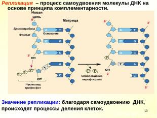 * Репликация – процесс самоудвоения молекулы ДНК на основе принципа комплементар