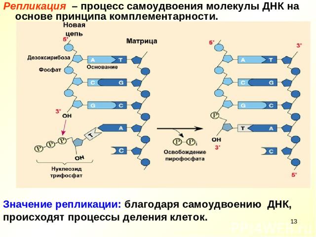 * Репликация – процесс самоудвоения молекулы ДНК на основе принципа комплементарности. Значение репликации: благодаря самоудвоению ДНК, происходят процессы деления клеток.