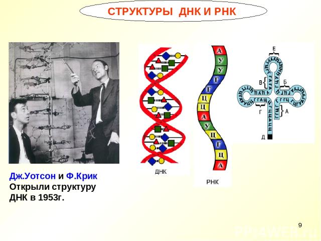* СТРУКТУРЫ ДНК И РНК Дж.Уотсон и Ф.Крик Открыли структуру ДНК в 1953г.