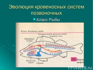 Эволюция кровеносных систем позвоночных Класс Рыбы