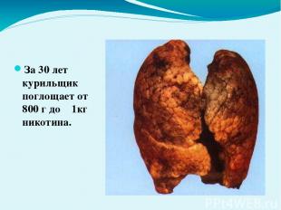 Легкие курящего человека За 30 лет курильщик поглощает от 800 г до 1кг никотина.