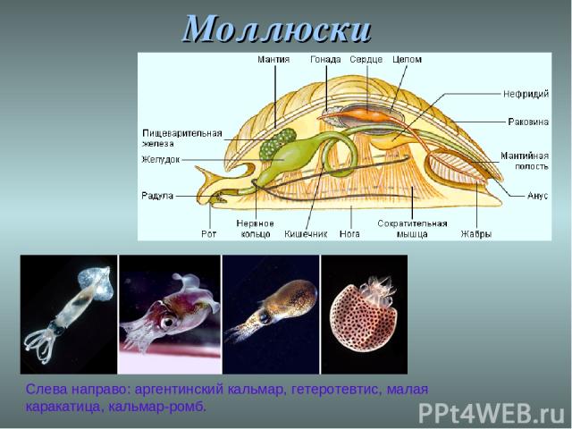 Моллюски Слева направо: аргентинский кальмар, гетеротевтис, малая каракатица, кальмар-ромб.