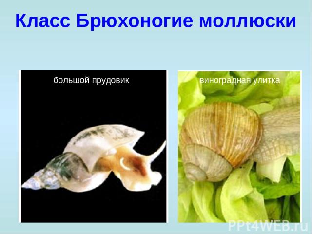 Класс Брюхоногие моллюски большой прудовик виноградная улитка