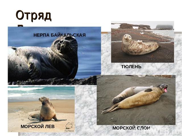 Тюлень фото и морской котик отличия