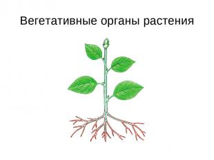 Вегетативные органы растения