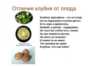 Отличия клубня от плода Клубень картофеля – это не плод! Он на подземном столоне