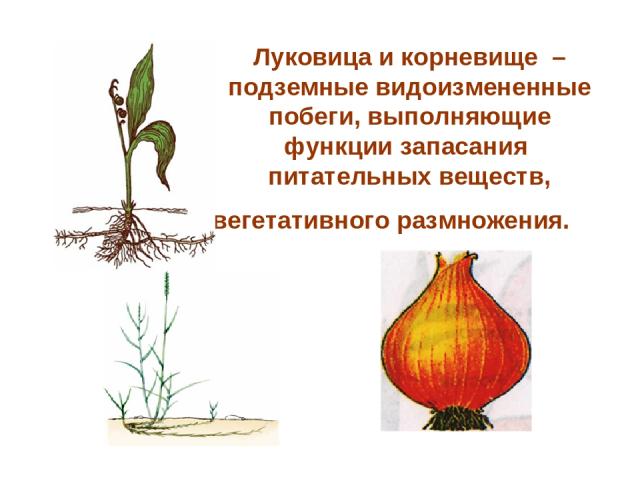 Луковица и корневище – подземные видоизмененные побеги, выполняющие функции запасания питательных веществ, вегетативного размножения.