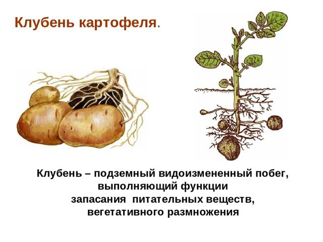 Клубень картофеля. Клубень – подземный видоизмененный побег, выполняющий функции запасания питательных веществ, вегетативного размножения