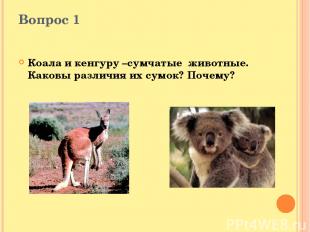 Вопрос 1 Коала и кенгуру –сумчатые животные. Каковы различия их сумок? Почему?