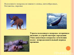 Волосяного покрова не имеют слоны, китообразные, бегемоты, сирены Утрата волосян