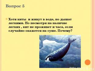 Вопрос 5 Хотя киты и живут в воде, но дышат легкими. Но несмотря на наличие легк