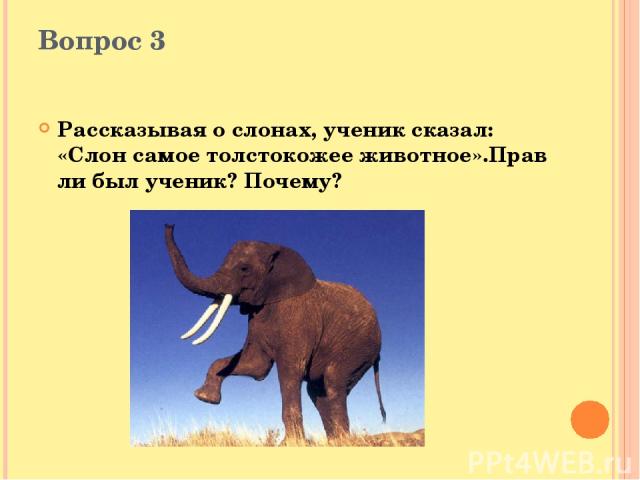 Вопрос 3 Рассказывая о слонах, ученик сказал: «Слон самое толстокожее животное».Прав ли был ученик? Почему?
