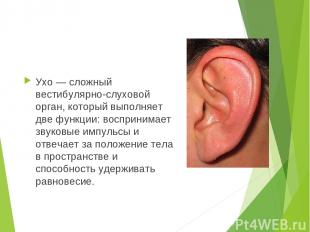 Ухо — сложный вестибулярно-слуховой орган, который выполняет две функции: воспри