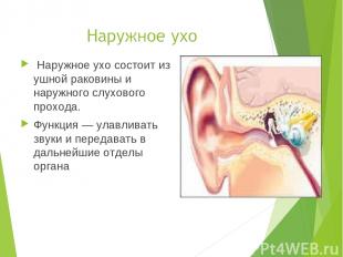 Наружное ухо состоит из ушной раковины и наружного слухового прохода. Функция —