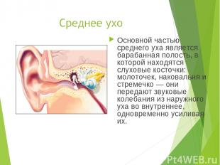 Основной частью среднего уха является барабанная полость, в которой находятся сл
