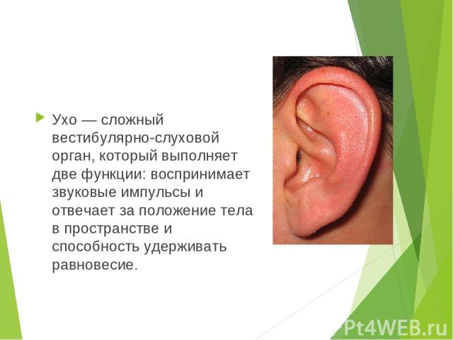 Ухо — сложный вестибулярно-слуховой орган, который выполняет две функции: воспринимает звуковые импульсы и отвечает за положение тела в пространстве и способность удерживать равновесие.