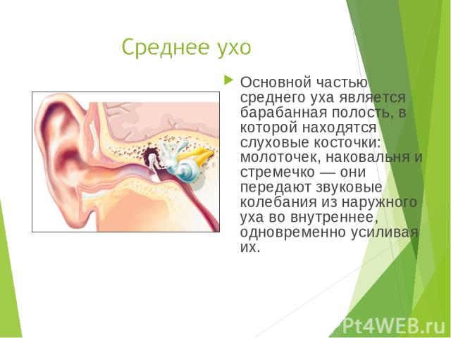 Основной частью среднего уха является барабанная полость, в которой находятся слуховые косточки: молоточек, наковальня и стремечко — они передают звуковые колебания из наружного уха во внутреннее, одновременно усиливая их.