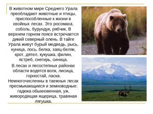 В животном мире Среднего Урала преобладают животные и птицы, приспособленные к ж