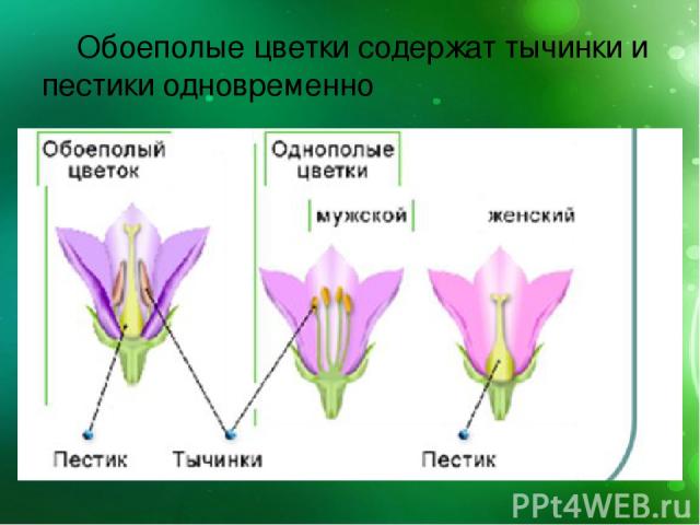 Обоеполые цветки содержат тычинки и пестики одновременно