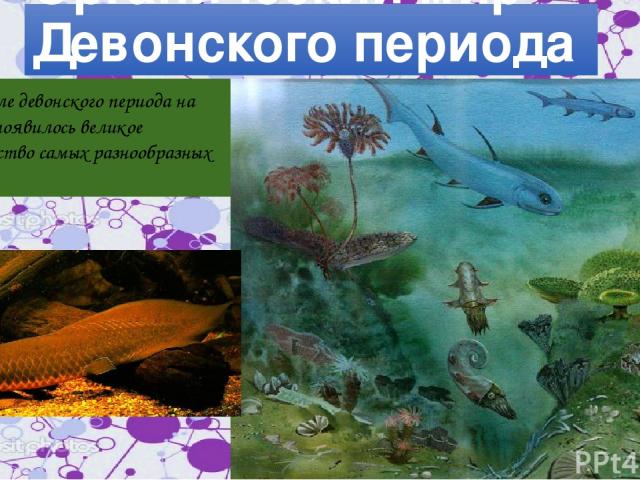 Органический мир Девонского периода В начале девонского периода на Земле появилось великое множество самых разнообразных рыб.