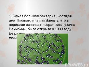 1. Самая большая бактерия, носящая имя Thiomargarita namibiensis, что в переводе