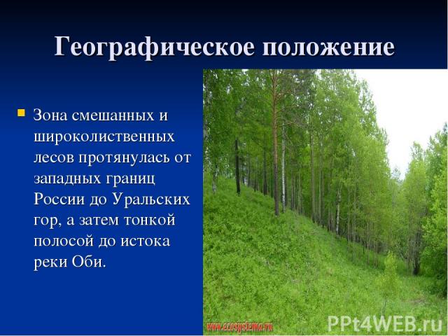 Географическое положение Зона смешанных и широколиственных лесов протянулась от западных границ России до Уральских гор, а затем тонкой полосой до истока реки Оби.