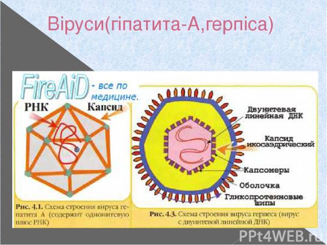 Віруси(гіпатита-А,герпіса)