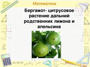 Бергамот- цитрусовое растение дальний родственник лимона и апельсина