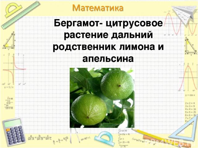 Бергамот- цитрусовое растение дальний родственник лимона и апельсина