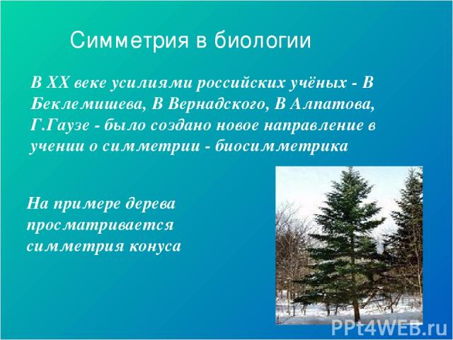 В XX веке усилиями российских учёных - В Беклемишева, В Вернадского, В Алпатова, Г.Гаузе - было создано новое направление в учении о симметрии - биосимметрика На примере дерева просматривается симметрия конуса Симметрия в биологии