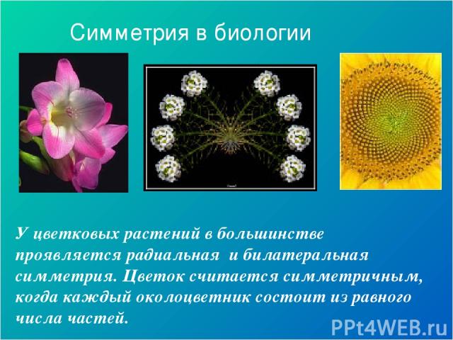 У цветковых растений в большинстве проявляется радиальная и билатеральная симметрия. Цветок считается симметричным, когда каждый околоцветник состоит из равного числа частей. Симметрия в биологии