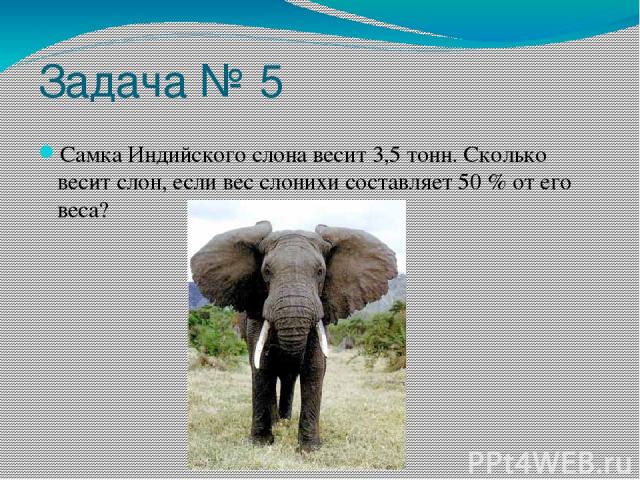 Задача № 5 Самка Индийского слона весит 3,5 тонн. Сколько весит слон, если вес слонихи составляет 50 % от его веса?
